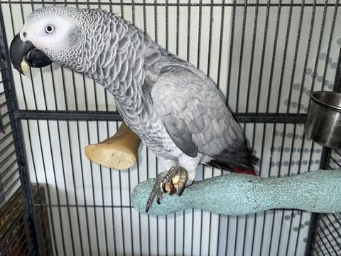 Gris du gabon perroquet 1600 93250 Villemomble