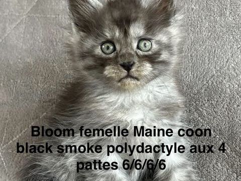 Chatons Maine coon femelles 1250 54290 Mangonville