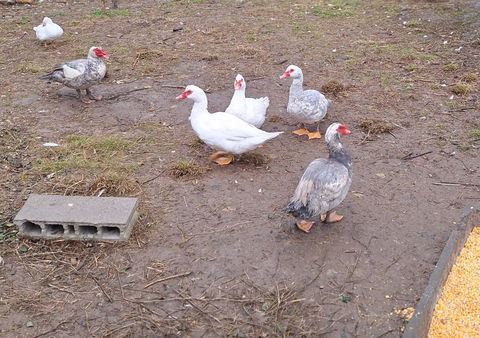 Canards de Barbarie Mâles 2024 et 2025 25 82710 Bressols