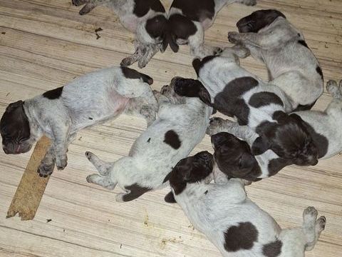 A r&eacute;server Chiots Braque Allemand LOF. 700 01340 Foissiat