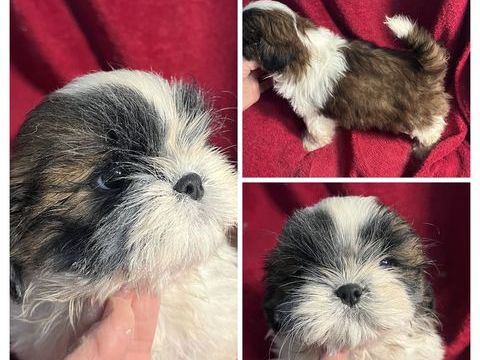 Magnifique chiots shih tzu lof 1200 58350 Nannay