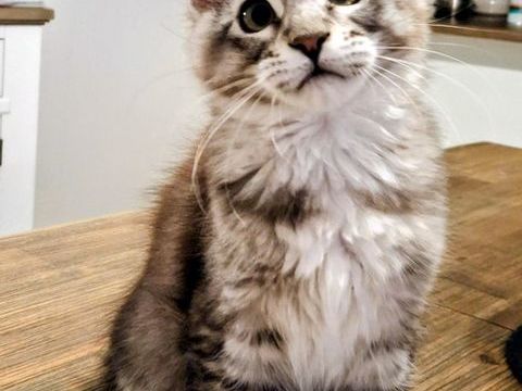 JOLIE MAINE COON CARACTERE EXCEPTIONNEL  950 76410 Sotteville-sous-le-val