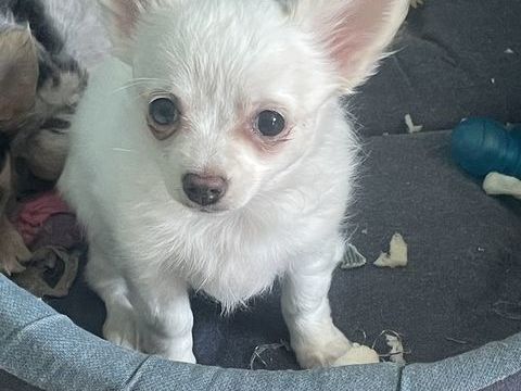 chihuahua femelle &agrave; poils longs 790 27170 Le plessis-sainte-opportune