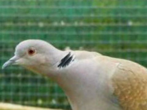 Tourterelles crois&eacute;s 1 94300 Vincennes