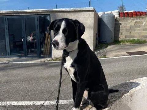 Chien ATLAS &agrave; l adoption 250 69390 Vourles