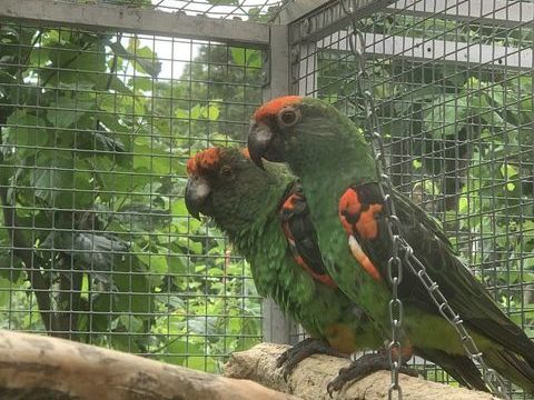 Perroquet de Jardine 1200 68700 Wattwiller