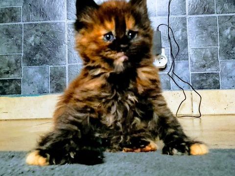 Magnifique Chaton Maine coon XXL 1500 34380 Saint-martin-de-londres