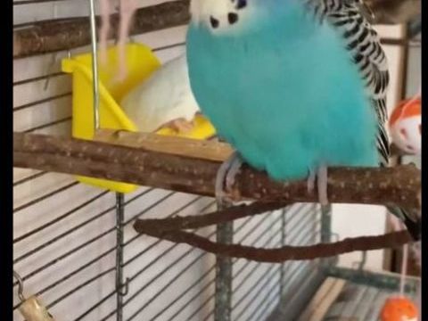 Récupérer tout oiseaux 0 12100 Millau