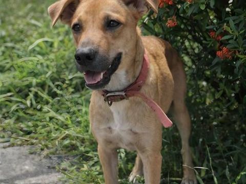 Spark, M&acirc;le, X Berger, n&eacute; le 20/09/2025🐶 380 01000 Bourg-en-bresse