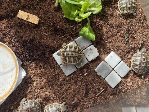 tortues 40 34680 Saint-georges-d'orques