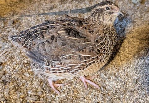 Cailles du Japon 0 71310 Serley