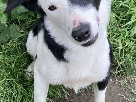 Border Collie LOF 750 36370 Lignac
