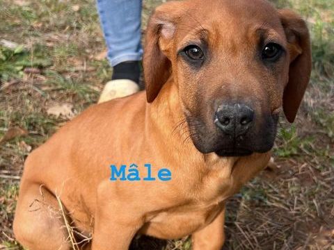 Chiots rhodesian ridgeback disponibles 1400 83170 Rougiers