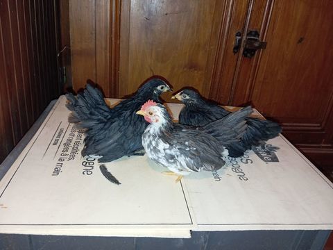 Poules naines Serama 40 42800 Rive-de-gier