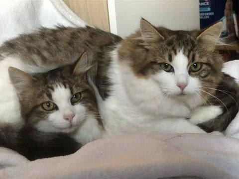 LOOKUM et ARIZONA 1 30200 Bagnols-sur-c�ze