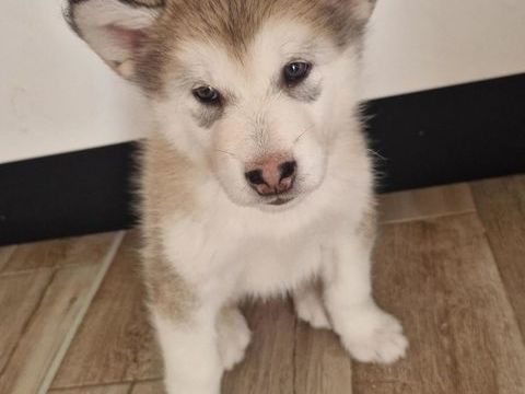 Chiot Malamute de l'Alaska 800 35000 Rennes