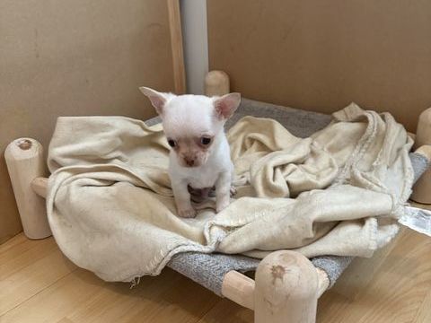 Chiot chihuahua 600 12500 Espalion