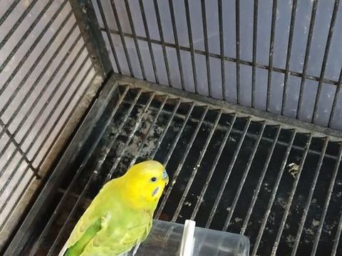 Perruche m&acirc;le jaune et vert 10 02700 Fri�res-faillou�l