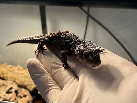 Scinque crocodile 150 83260 La crau