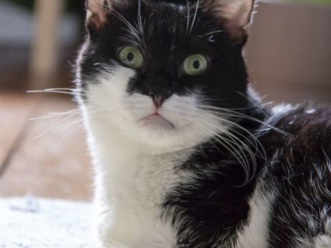 Chat, Chaton - SHUPSY, minette douce et caline 160 94270 Le kremlin-bictre