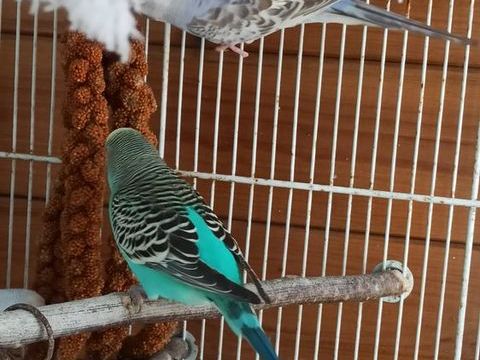 Perruches divers couleurs 0 62160 Aix-noulette