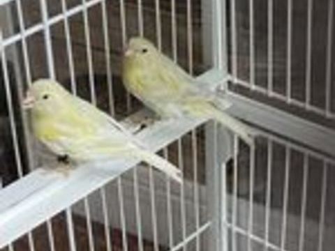   Canaris 