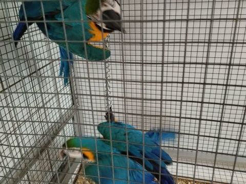 Perroquet ararauna 1500 59230 Saint-amand-les-eaux