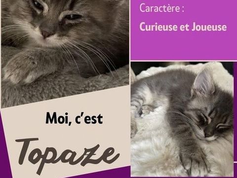 &Agrave; l'adoption : Topaze, adorable chaton femelle de 2 mois (Association) 80 62149 Annequin