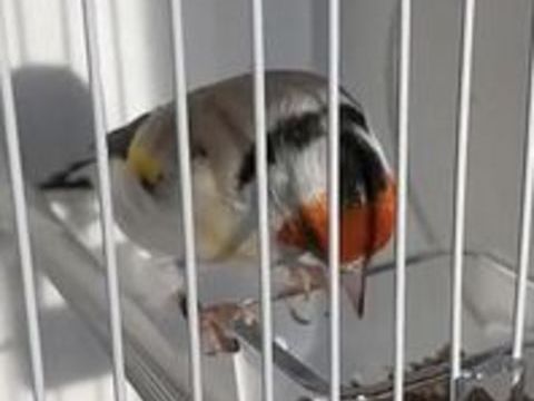   Canari mâle 