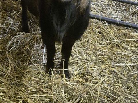 Bouc extra nain 1 87120 Nedde