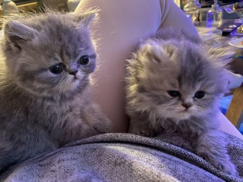 Chatons femelles persanes 500 89270 Vermenton