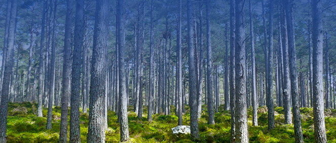 Agence LAFORET Chteaulin