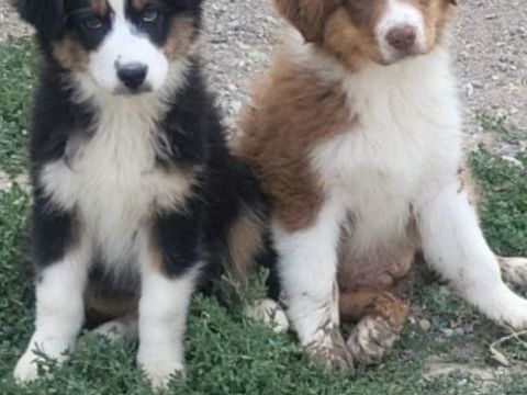 Chiot berger australien 500 02540 Viels-maisons