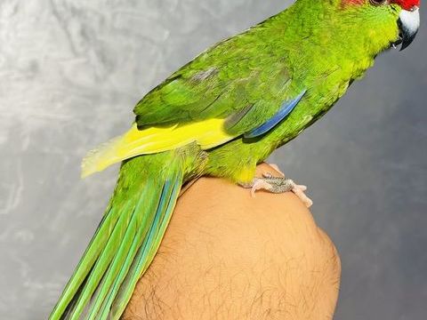 Très beaux Mâle Kakariki EAM Bien Apprivoiser Bagué 2025 149 94450 Limeil-brvannes