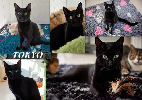 TOKYO 1 an 3 pattes &agrave; adopter 1 27170 Beaumont-le-roger