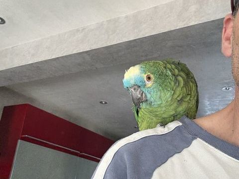 Perroquet amazone &agrave; front bleu 900 93150 Le blanc-mesnil