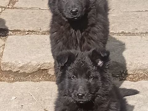 Chiots berger belge groenendael 700 71170 Chassigny-sous-dun