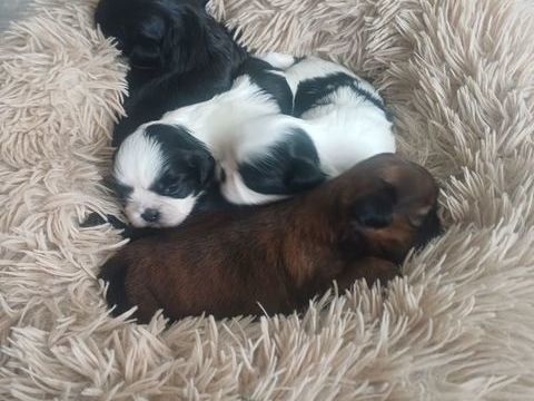 Bébés shih tzu 1500 76560 Prtot-vicquemare