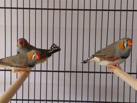 Mandarins m&acirc;les 5 86220 Les ormes