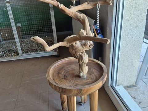Arbre de Java perruches/perroquets sur table de caf&eacute;ier 290 40200 Mimizan