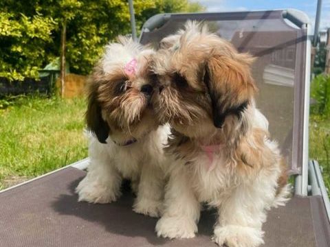 Deux  adorables Shih-tzu 950 62150 Houdain