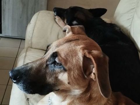 Don de chiots   0 59500 Douai