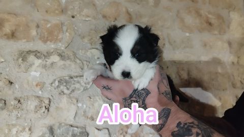 Berger australien 900 17380 Archingeay