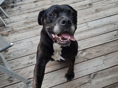 Chien ROXY &agrave; l adoption 100 38150 Agnin