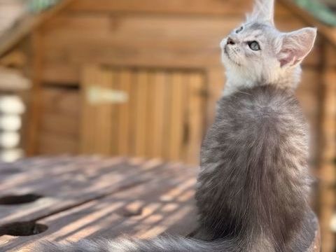Maine Coon chaton LOOF 1200 13400 Aubagne