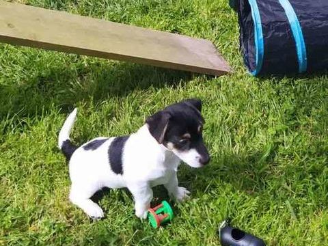 Chiots Jack Russel LOF 830 50520 Ch�renc�-le-roussel