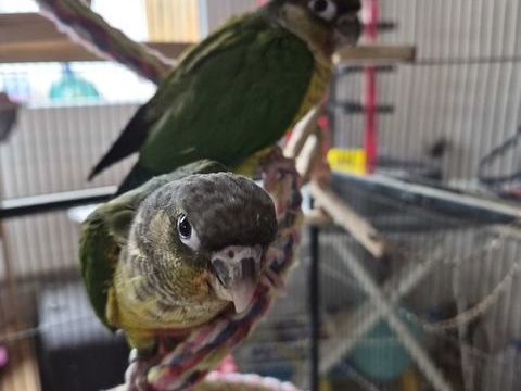 conures moulinae eam sexage en cours 160 80500 Fescamps