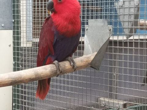 Grand Eclectus. 650 80420 Flixecourt