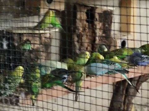 perruches males et femelles plusieurs couleurs 5 eu 5 36700 Cl�r�-du-bois