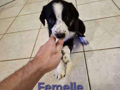 Border Collie 600 80200 Pronne